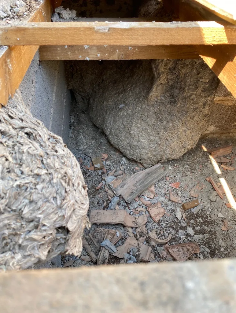 Traitement d’un nid énorme nid de guêpes sur la Commune de Saint-Rémy de Provence dans les Bouches-du-Rhone