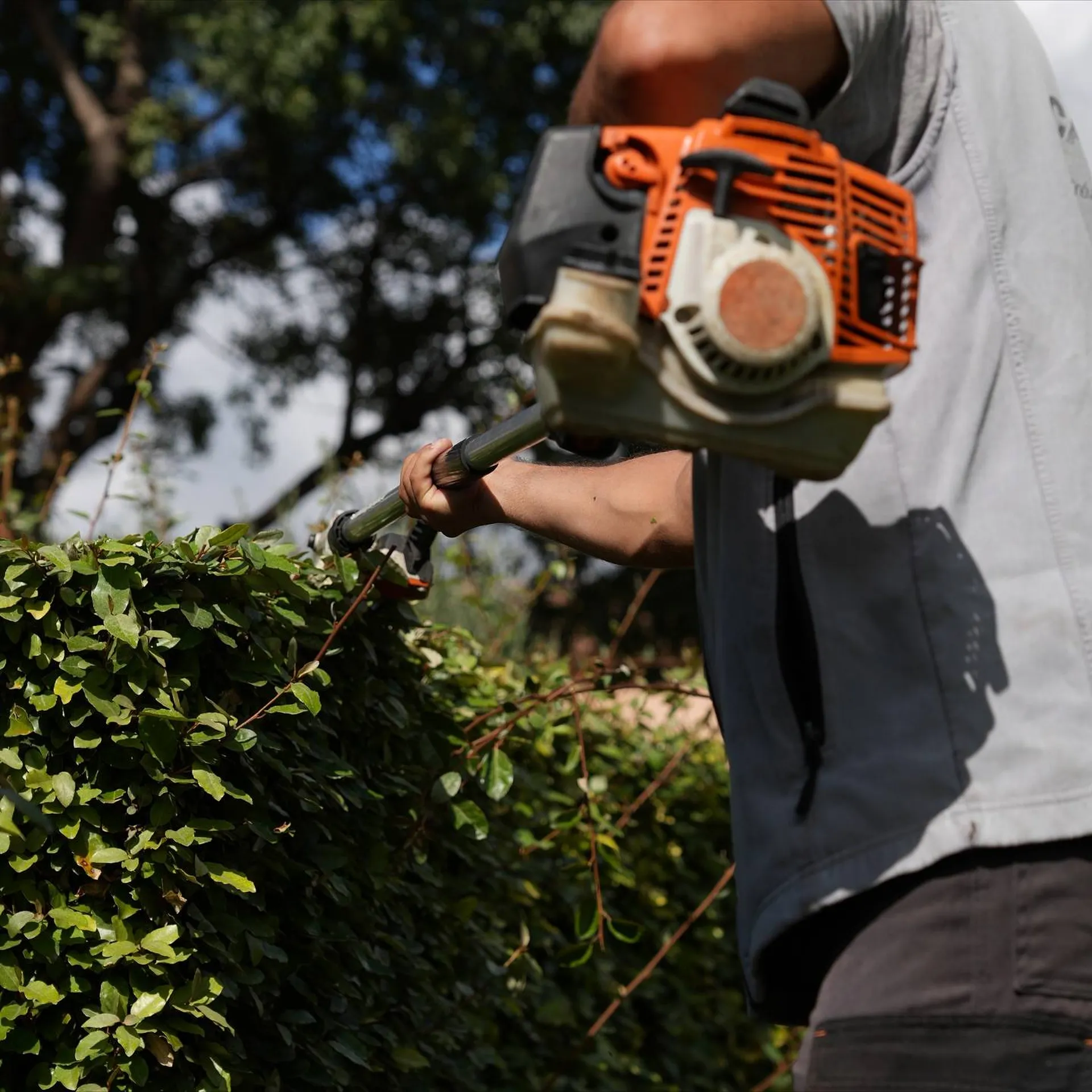 Taille de haie soignée à Saint-Rémy-de-Provence (13210) dans une résidence des Alpilles