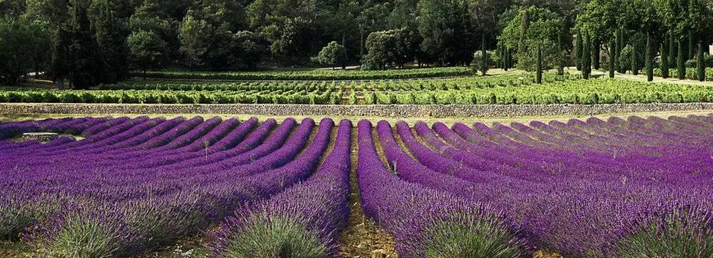 Vignes, lavande, var