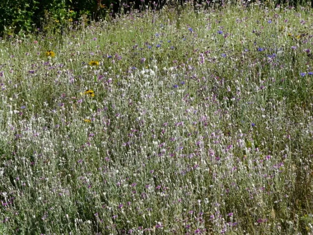 Prairie dans un jardin au Vernet