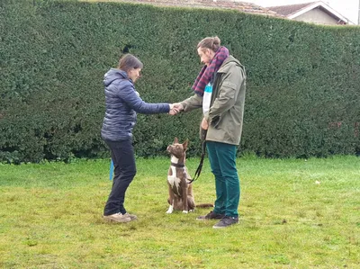 éducation canine Bordeaux