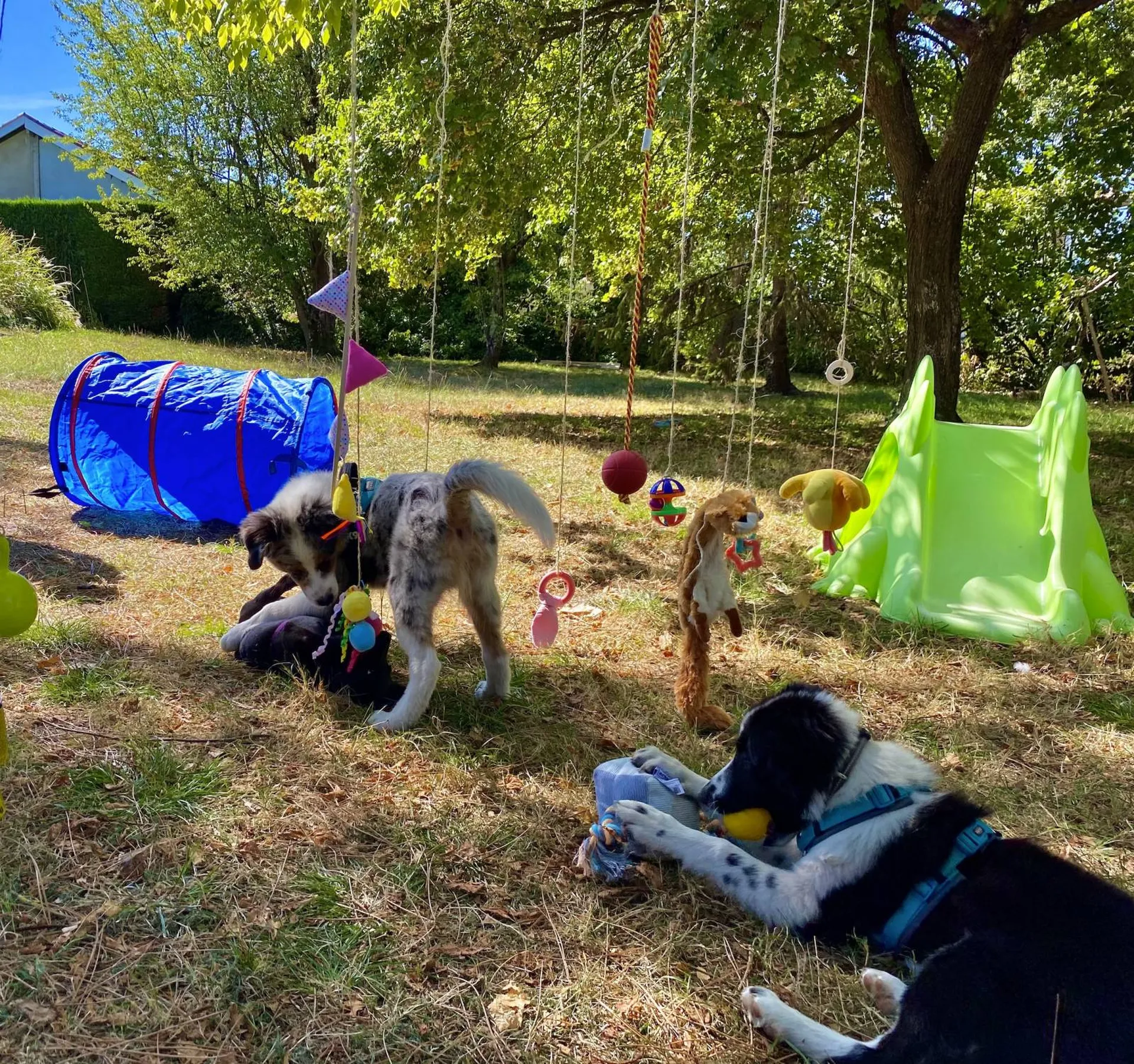 ecole du chiot cauderan