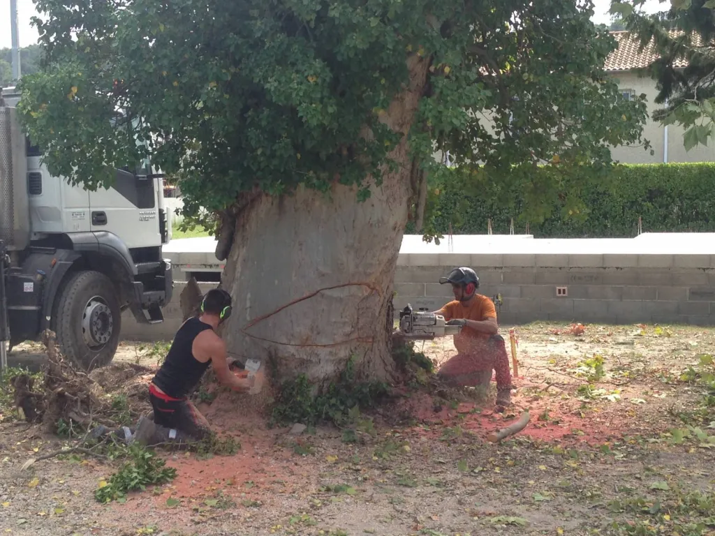 Entreprise d'élagage à Avignon pour abattre un gros platane