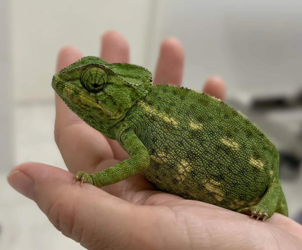 Clinique vétérinaire de la Joliette à Marseille : des soins attentifs et experts pour tous vos animaux
