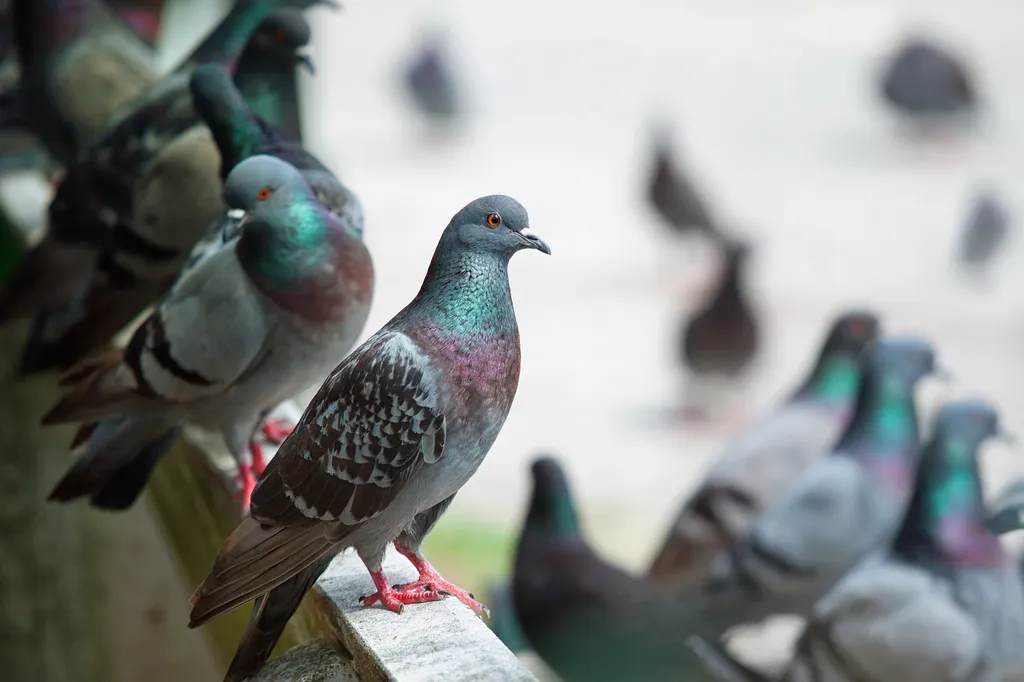 Comment empêcher les pigeons de revenir ?