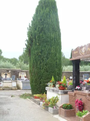 Finition des tailles de cyprès par entreprise de paysagiste dans les Bouches du Rhone