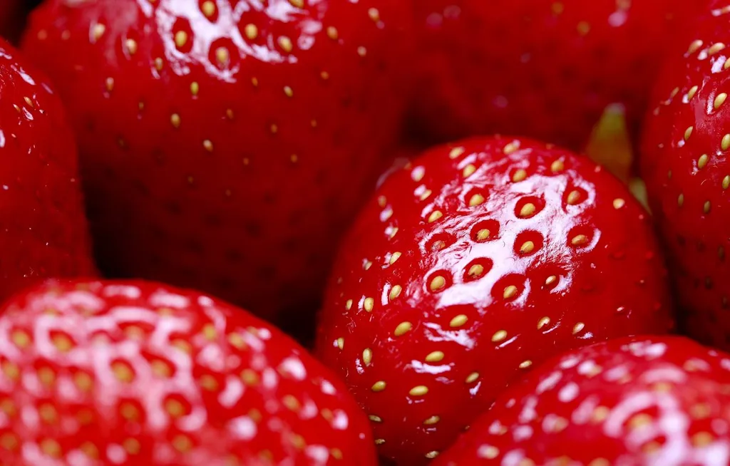 Chargements urgents chez les producteurs de fraises