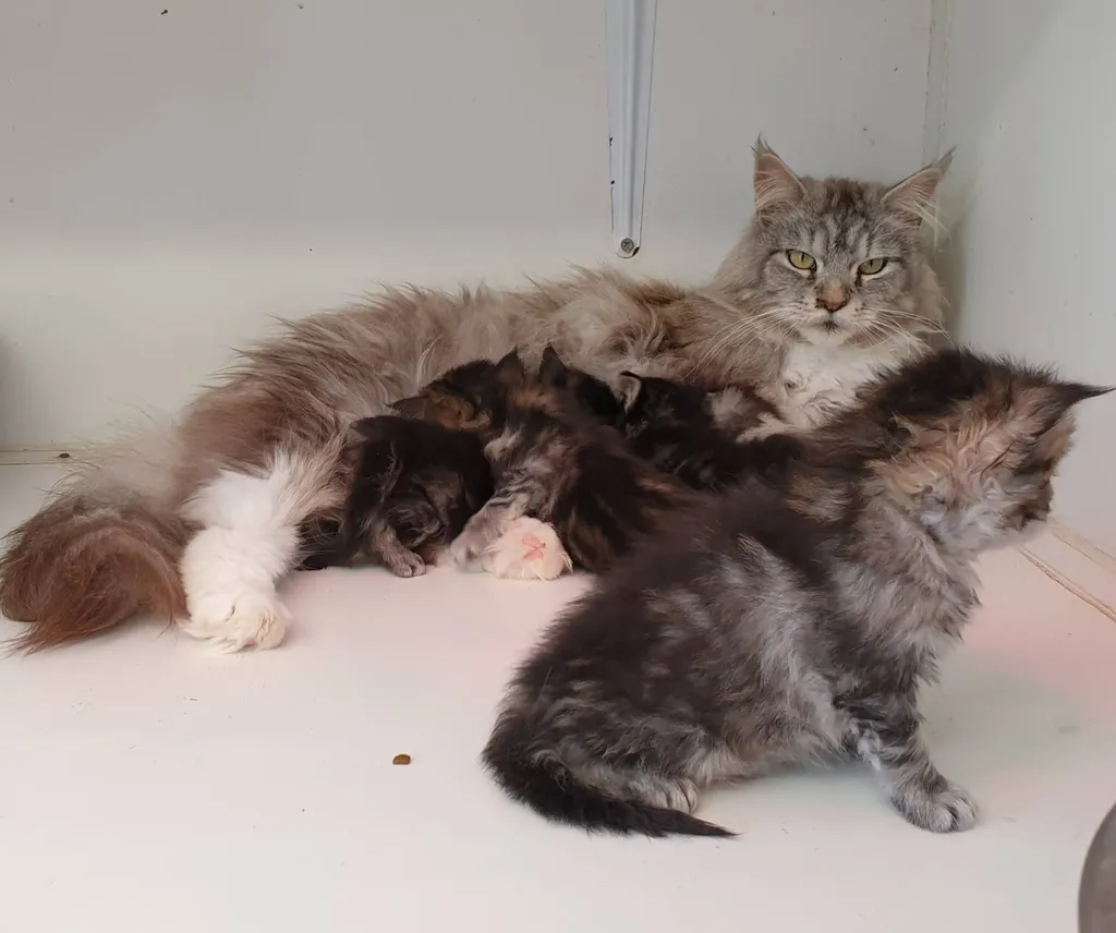 Vente de Chatons Maine Coon au LOOF à Avignon de l'élevage du palais des papes