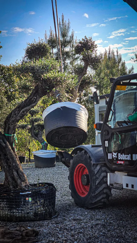 Vente d'arbres et végétaux au dépôt de Biscarrosse