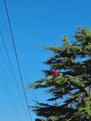 Entreprise élagage à Beaurepaire proche de Fécamp : sécurisation des réseaux électriques et taille d'un cèdre majestueux