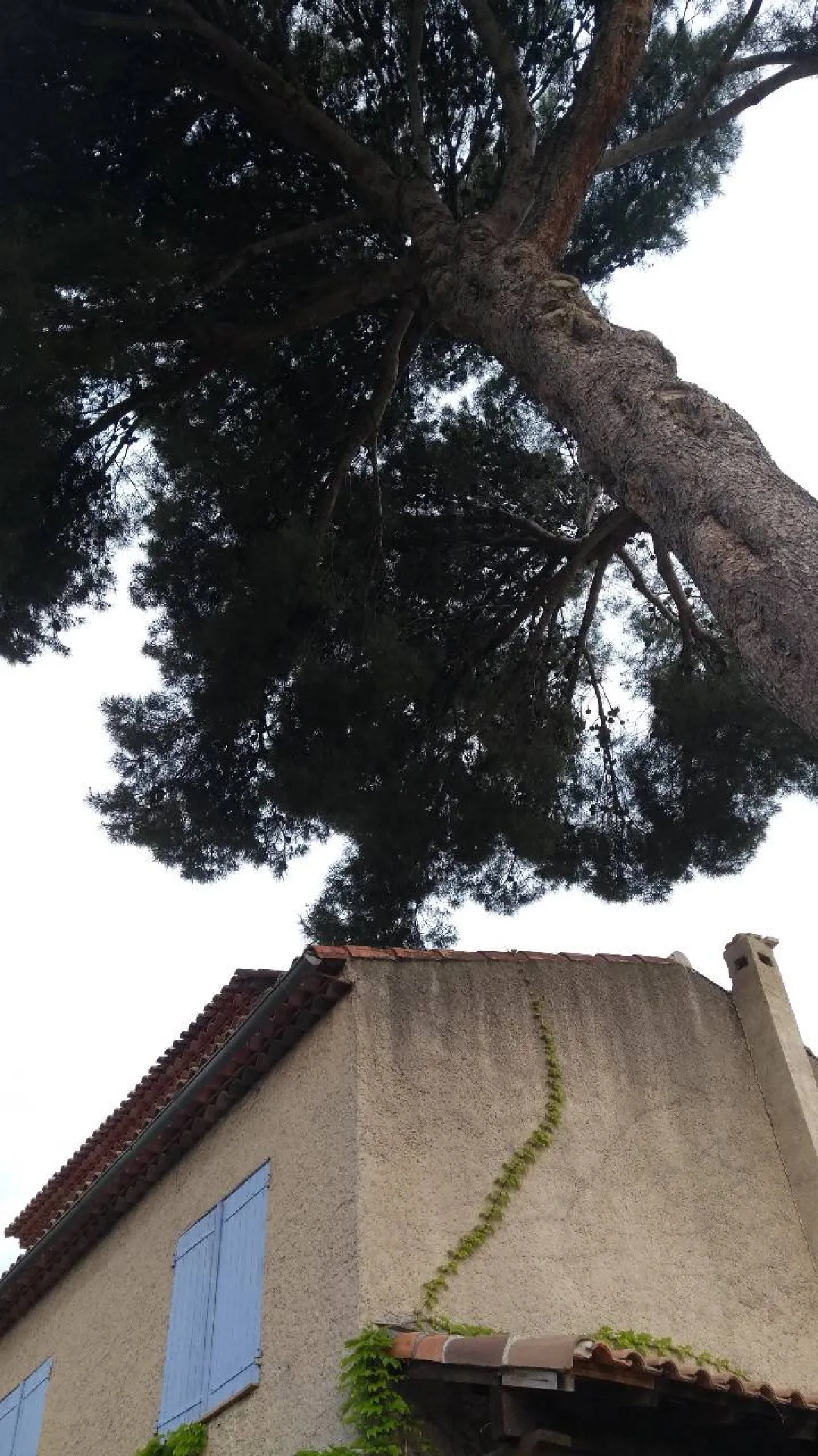 abattage d'arbre a ventabren