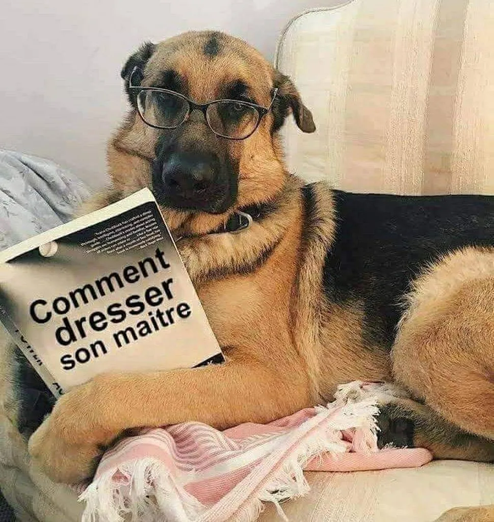 se reconvertir au metier d'éducateur comportementaliste canin pessac