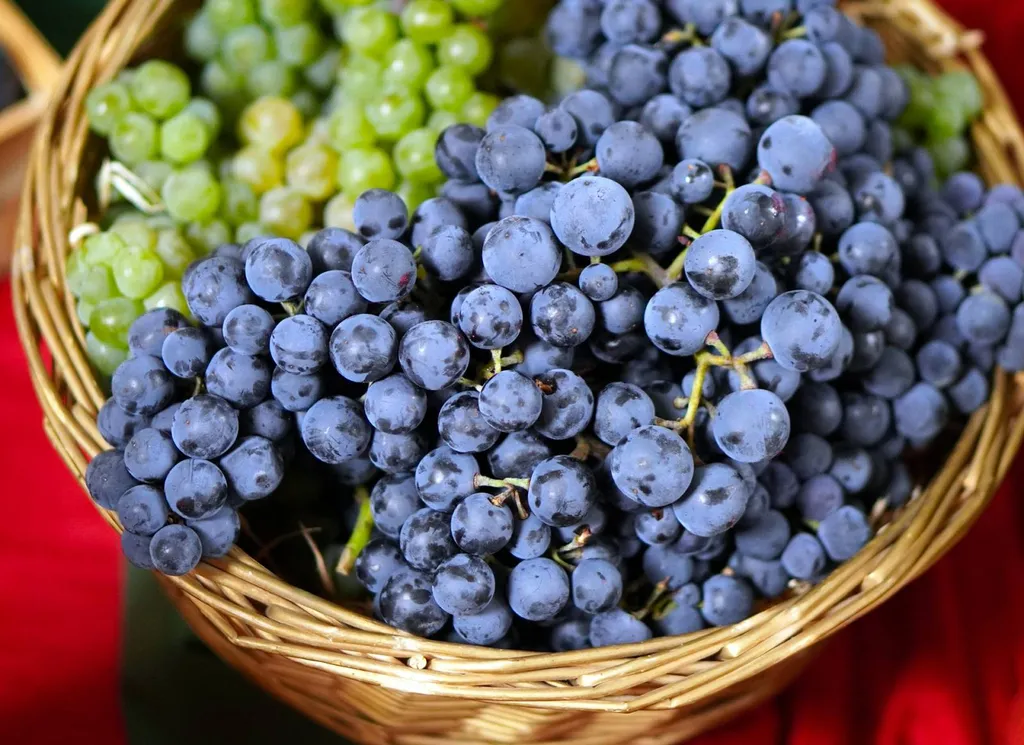 Transport entre Marseille et l’Allemagne en camion frigorifique
