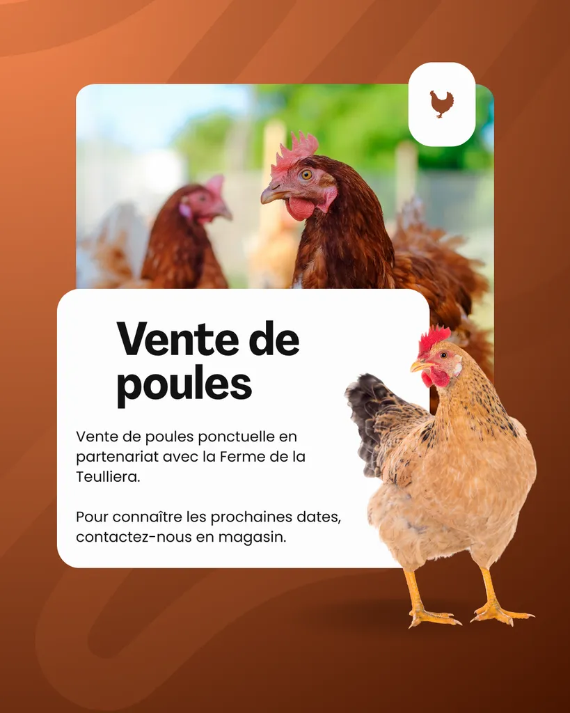 Vente de poules ponctuelle en partenariat avec la Ferme de la Teulliera. Pour connaître les prochaines dates, contactez-nous en magasin.