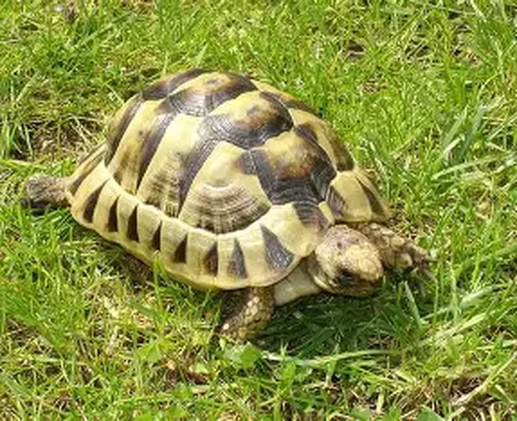 tortue qui éternue : rdv chez votre vétérinaire à Endoume