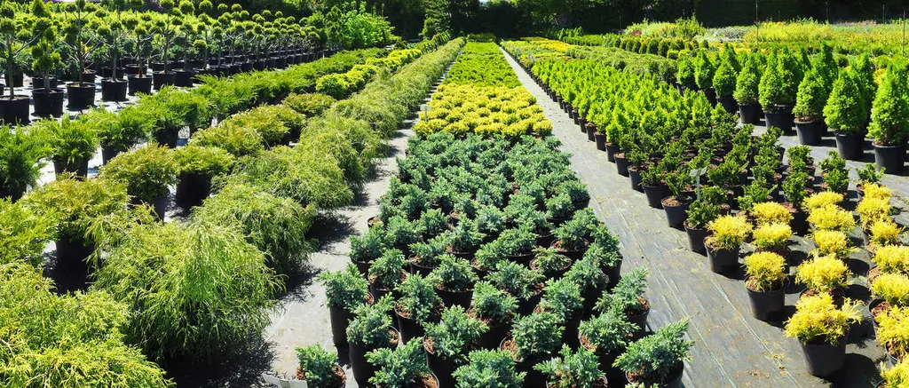 Location de plantes pour mariage et décoration végétale événementielle avec livraison proche de Toulouse et en Haute-Garonne