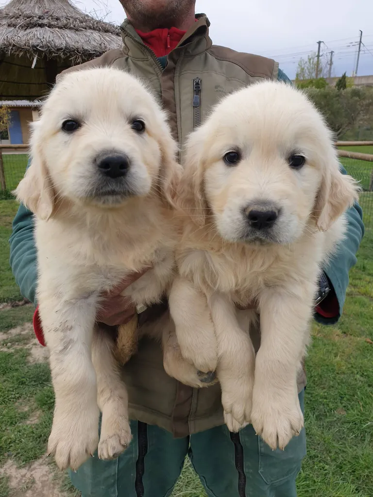 Chiots de race Golden à vendre en région PACA.