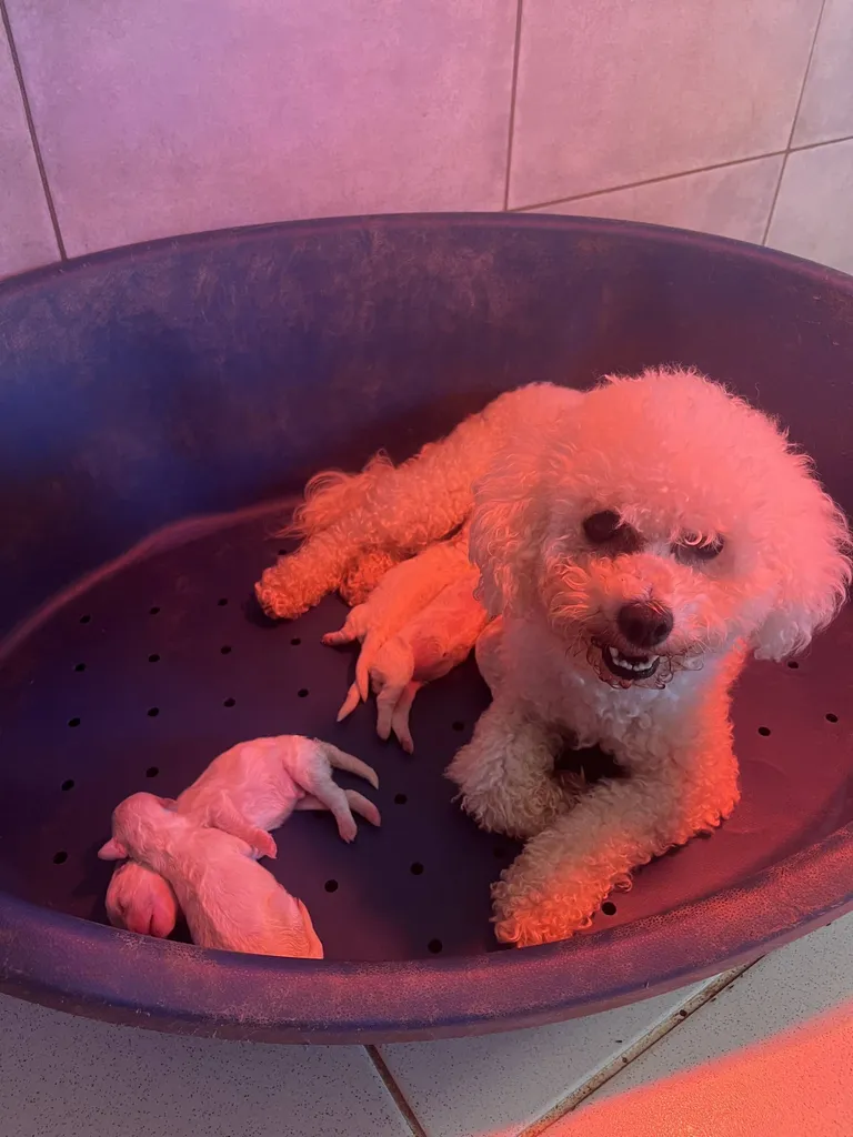 CHIOTS BICHON FRISE INSCRITS AU LOF MALES ET FEMELLES VAUCLUSE PACA