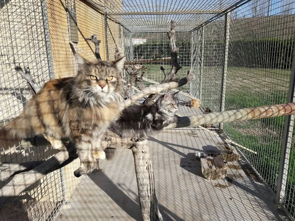 Chatterie pour de la PENSION FELINE chez CANY EXPRESS, situé à Avignon, vers Nîmes.