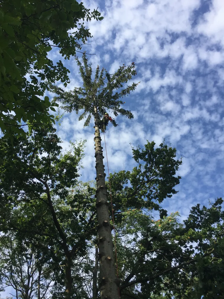 Abattage d'un arbre à Anse près de Villefranche