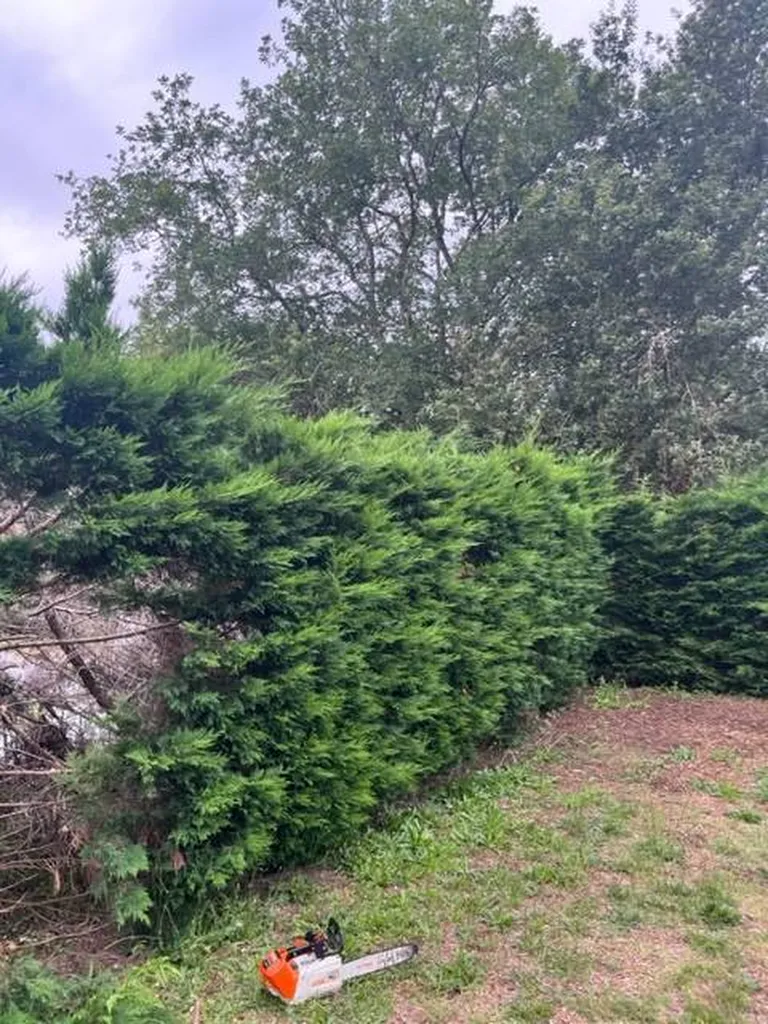 Entretien et taille de haie par un jardinier paysagiste pour un client situé près de Mézos