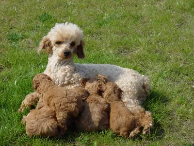 CANICHE NAIN ABRICOT L.O.F. ELEVAGE ET VENTE DE CHIENS