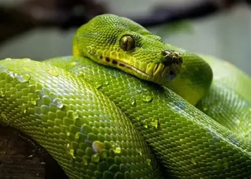 vétérinaire pour NAC à marseille endoume