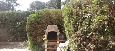 Taille de haie dans le 9ème. 