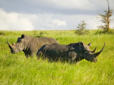 Destination de voyage tendance en Afrique : découvrir La Tanzanie