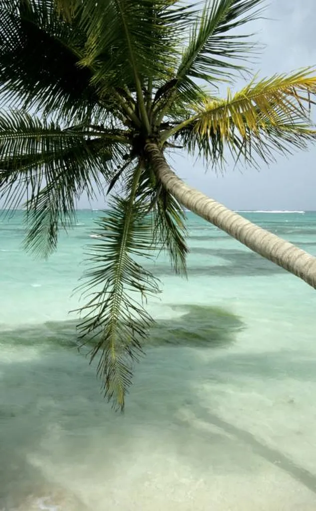 Plantation de palmiers dans un jardin vers aix en Provence