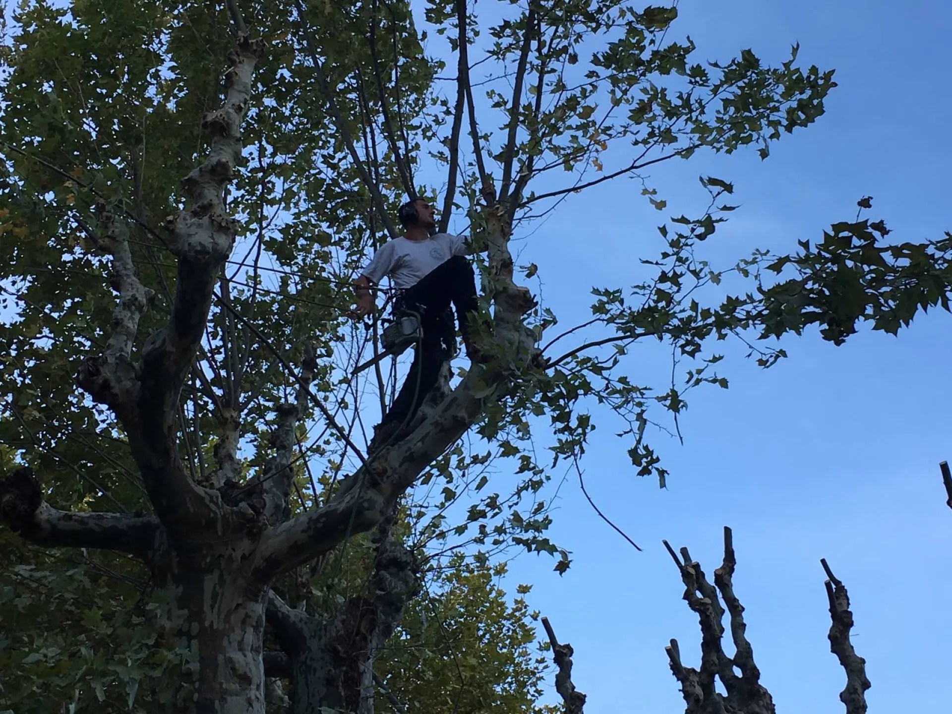 Elagage d'arbres à Avignon dans le Vaucluse