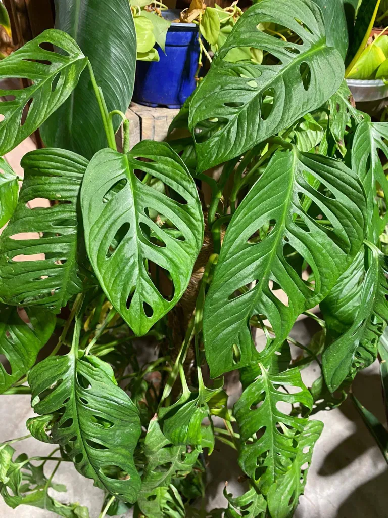 VÉGÉTAUX D'INTÉRIEUR