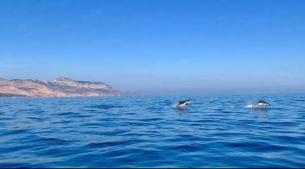 Dolphins in the Calanques of Marseille