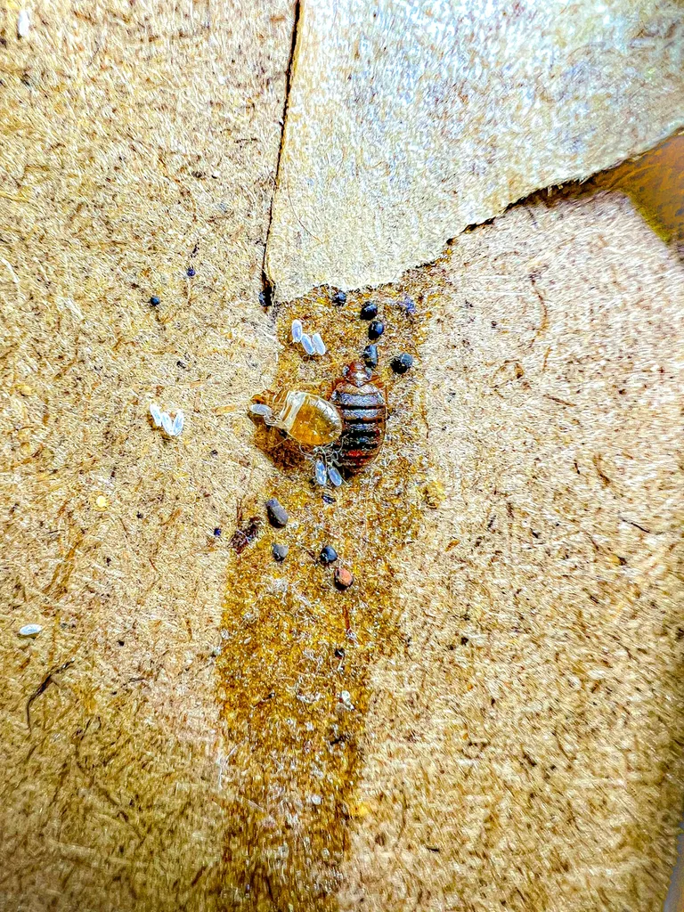 foyer d'infestation de punaise de lit dans une chambre découvert par Canem Detect à Saint-Denis