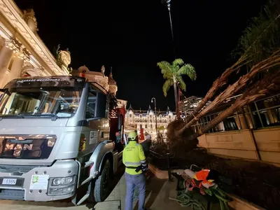 Levage pour transplantation de gros sujets à Monaco