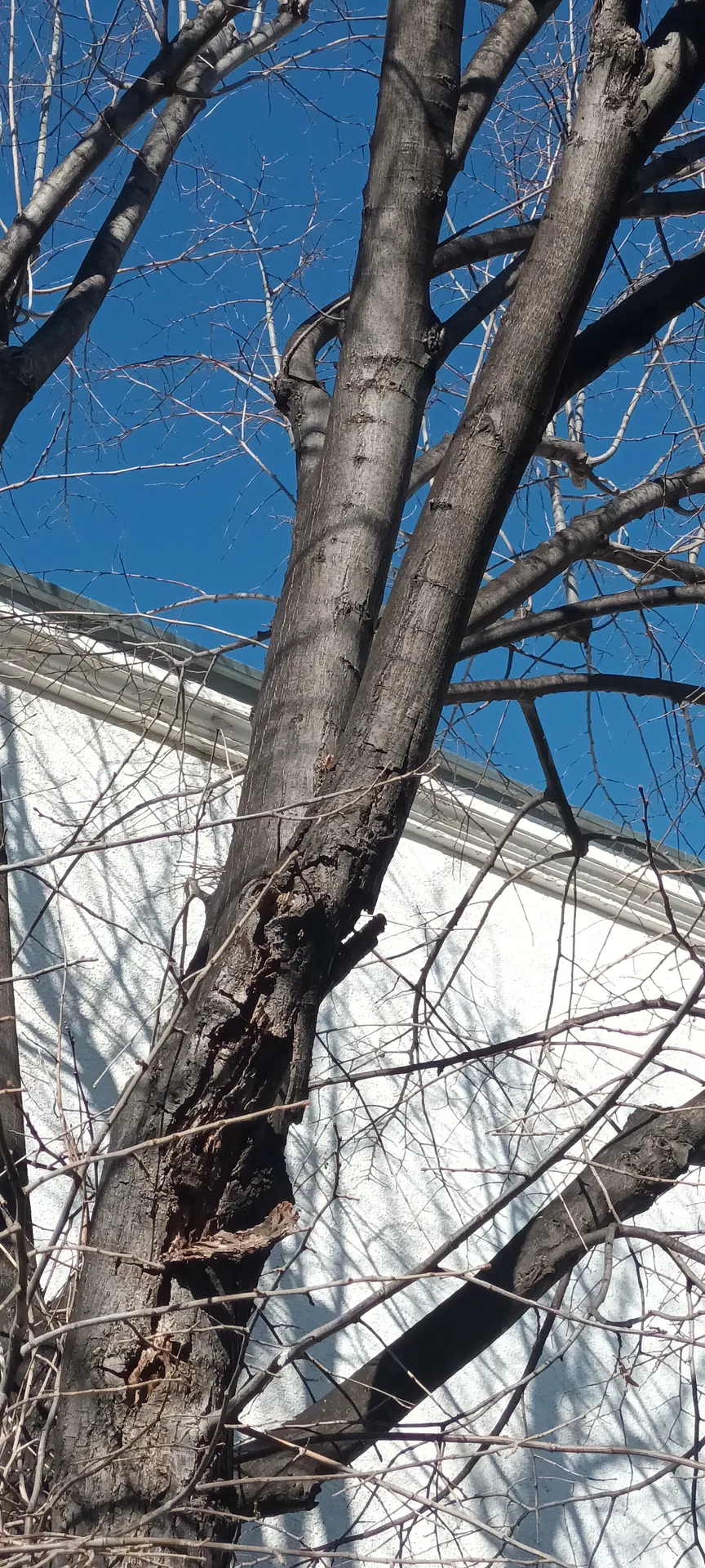 Elagage d'un tilleul dans le 12ème à montolivet.