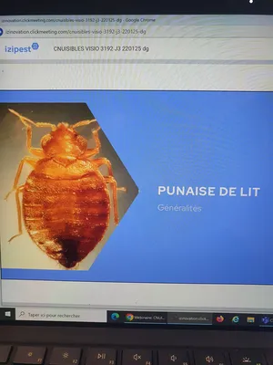 extermination de punaise de lit