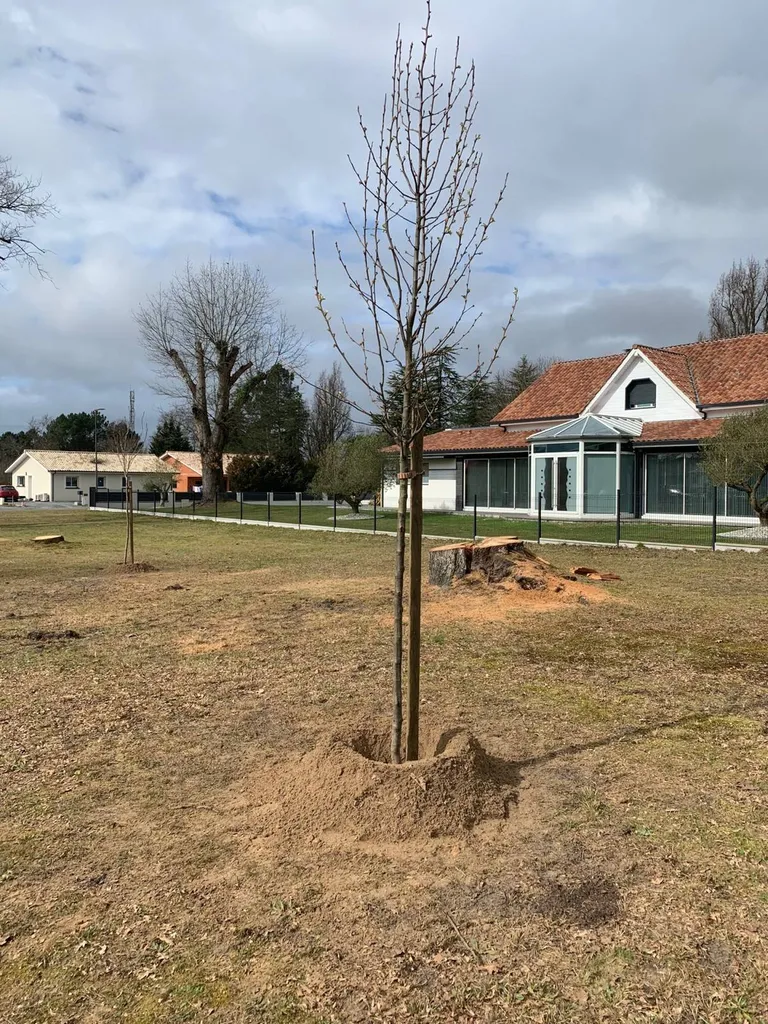 Arbres et arbustes fleuris sur mesure : qui contacter pour un aménagement paysager à Parentis-en-Born