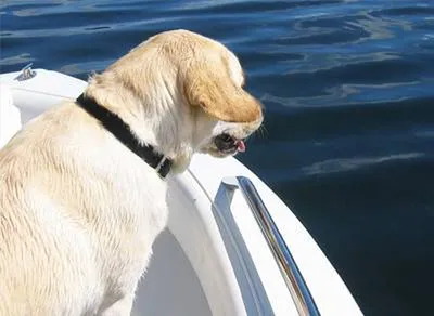 Chien en bateau