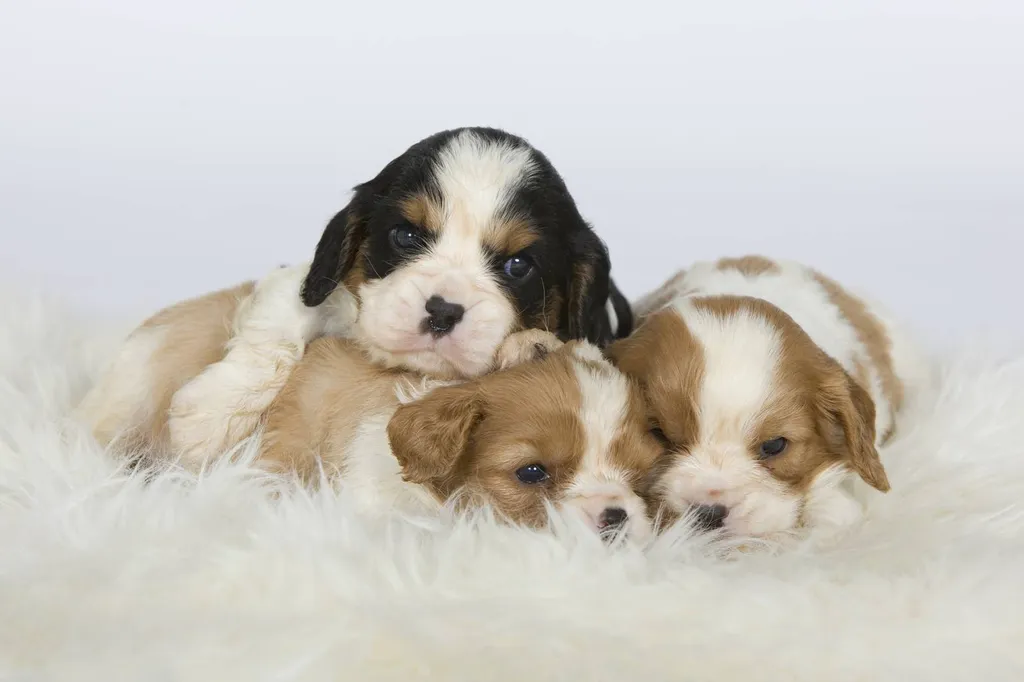 CAVALIER KING CHARLES AVIGNON