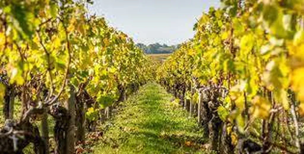 Camping le mas de la plage bord de mer proche du cap d'agde