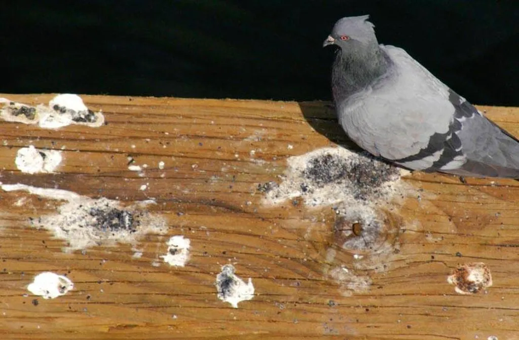 Nettoyage de Fientes de Pigeons à Chesnay-Rocquencourt et dans les Yvelines