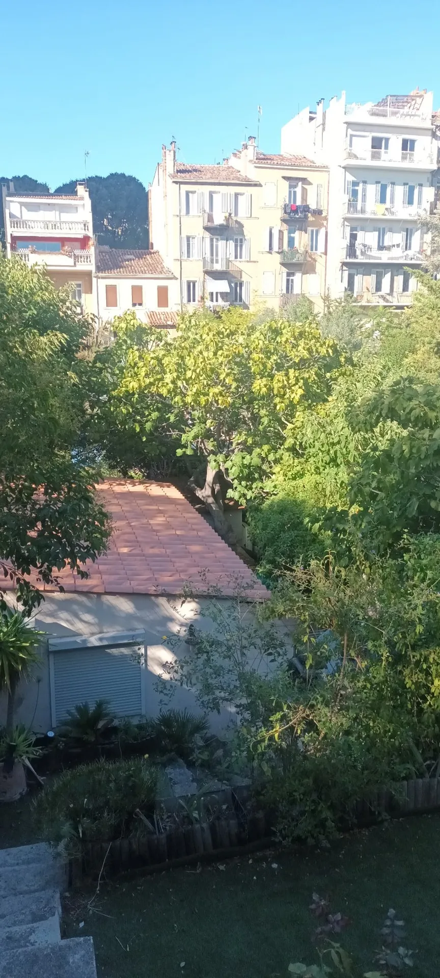 Élagage d'un acacia et d'un figuier à Marseille 13007