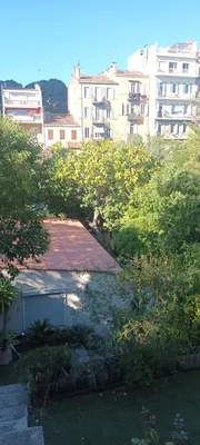 Élagage d'un acacia et d'un figuier à Marseille 13007