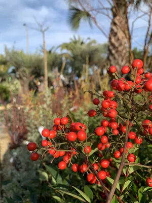 VEGETAUX D'HIVER DISPONIBLES A LA JARDINERIE D'ANTOINE