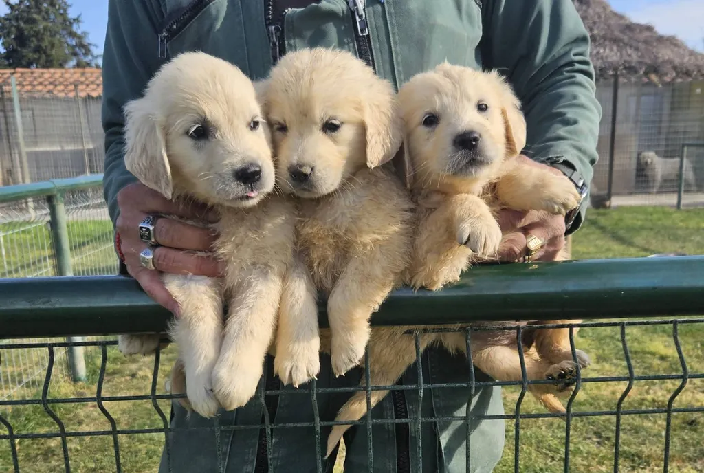 Chiots Golden Retriever LOF à réserver – nés le 10 avril 2026 (Offa et Thao)