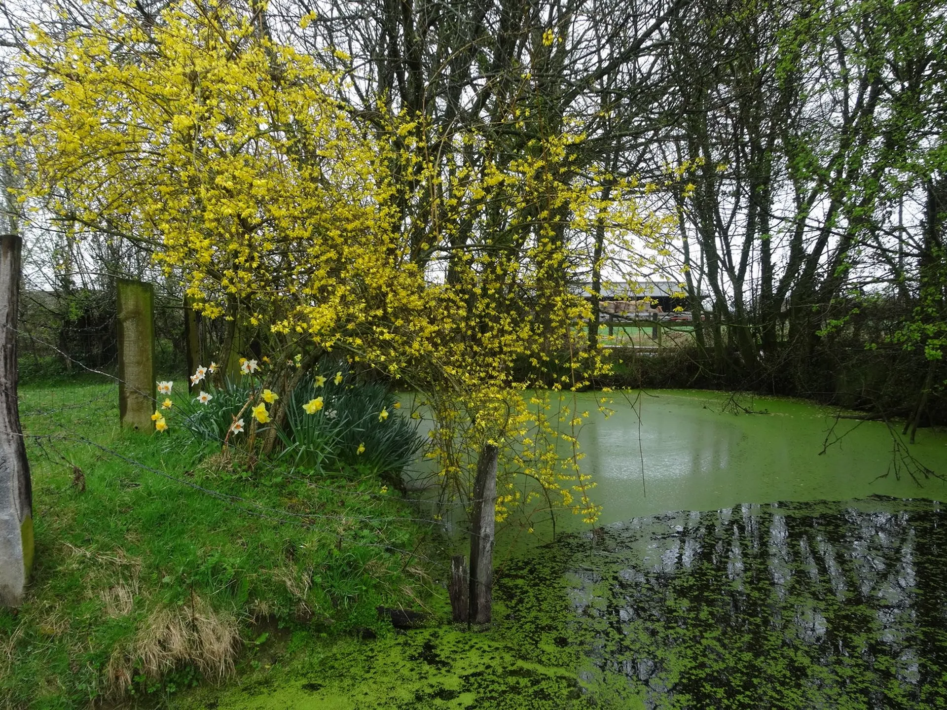 MAISON NORMANDE LIVAROT AVEC 2 HECTARES