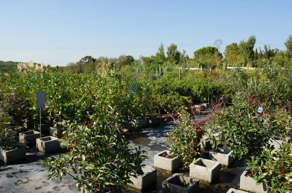 pépinière: arbuste de haie à Ma Ferme vers Marseille