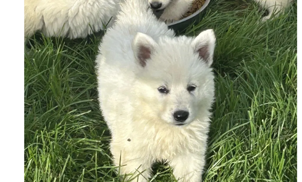 Chiots Berger Blanc Suisse LOF à Réserver – Portée née le 21 juin 2026 | Élevage du Palais des Papes