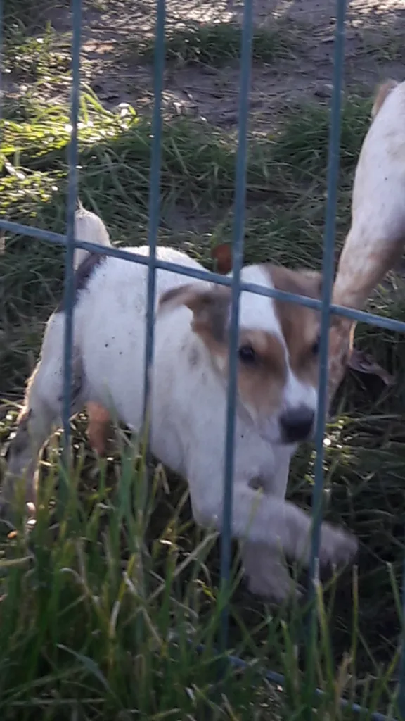 JACK RUSSELL TERRIER L.O.F. AVIGNON